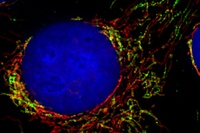 Zellkontrolle der Mitochondrien entschlüsselt