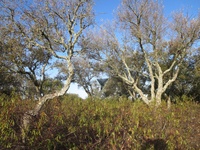 Invasive Zistrose bedroht Korkeichen in Portugal