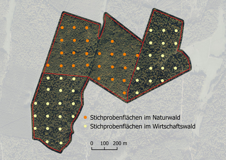 Kein verstärktes Absterben von Buchen in Trockenjahren 2018/19 durch Waldwirtschaft