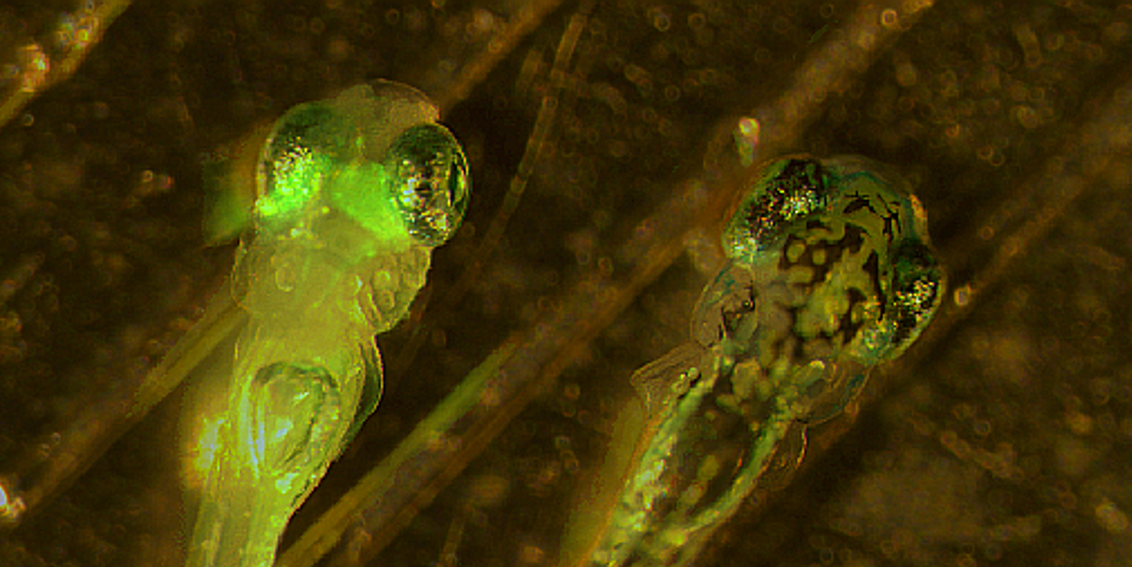 Zebrafischlarven mit  und ohne grün fluoreszierendes Protein 