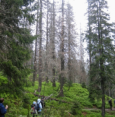 Baumsterben im Schwarzwald nimmt zu – Klimawandel zentraler Treiber