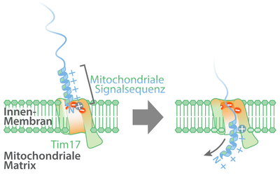 Freiburger Forschungsteam klärt signalabhängige Bildung von Mitochondrien auf