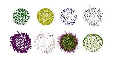 Neu entdeckte Oberflächenstrukturen könnten die Immunfunktion der B-Zellen besser erklären