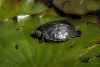 Nordamerikanische Schildkröten werden in Südbaden heimisch – und gefährden möglicherweise Ökosysteme