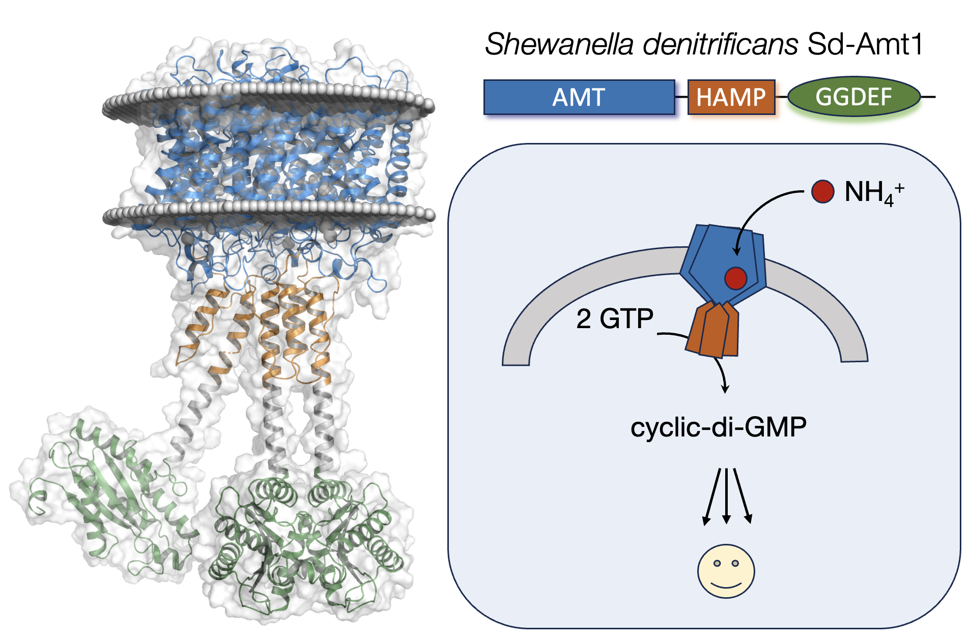 Membranprotein Sd-Amt1 in Bakterium Shewanella denitrificans 