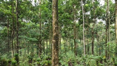 Klimawandel gefährdet Aufforstung von tropischen Wäldern