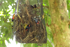 Gefährlich für Menschen, lebensnotwendig für Insekten 