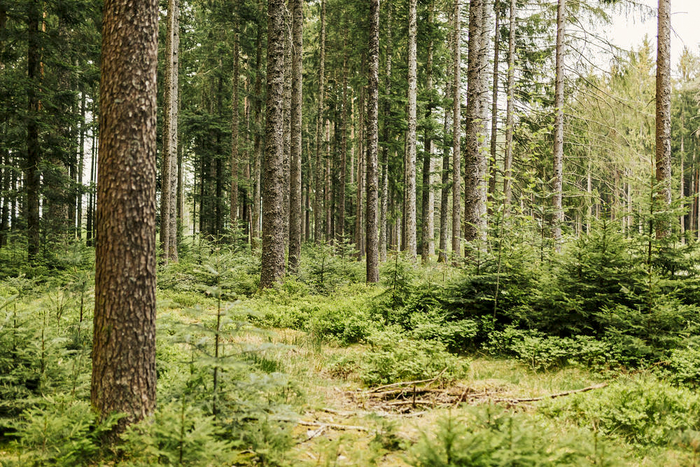 Der Urwald von morgen