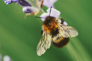 Büffet für Bienen