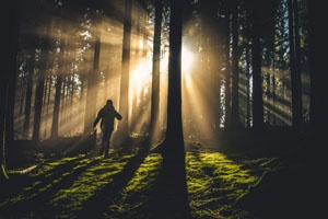 Den Wald verstehen