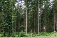 Den Wald vor lauter Bäumen sehen