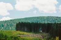 Der Wald und sein Einfluss auf den Klimawandel