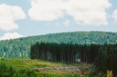 Der Wald und sein Einfluss auf den Klimawandel